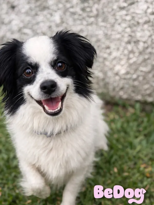 Cão cliente da BeDog