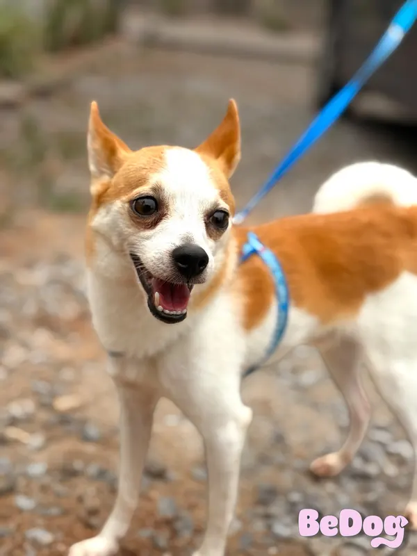 Cão cliente da BeDog