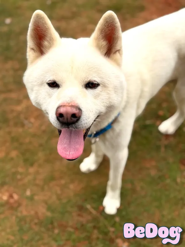 Cão cliente da BeDog