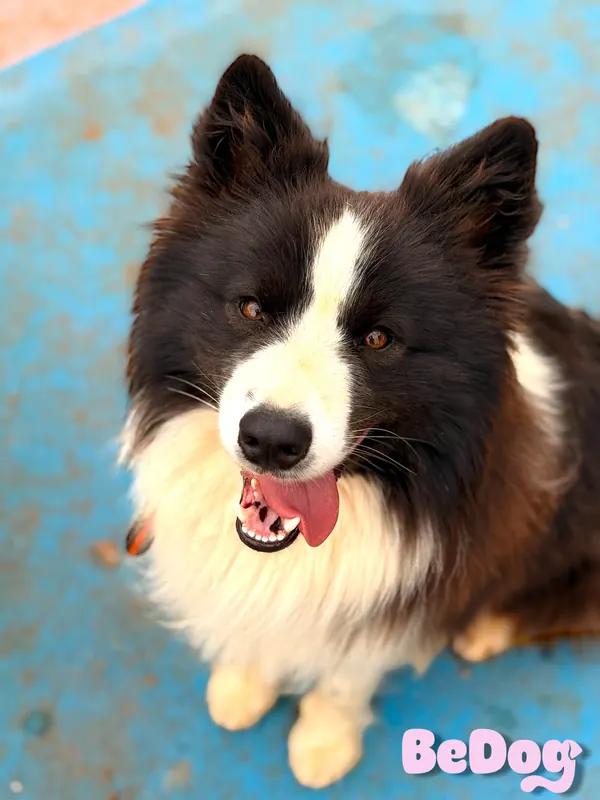 Cão cliente da BeDog