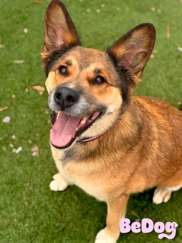 Cão cliente da BeDog
