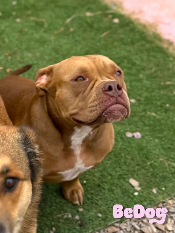 Cão cliente da BeDog