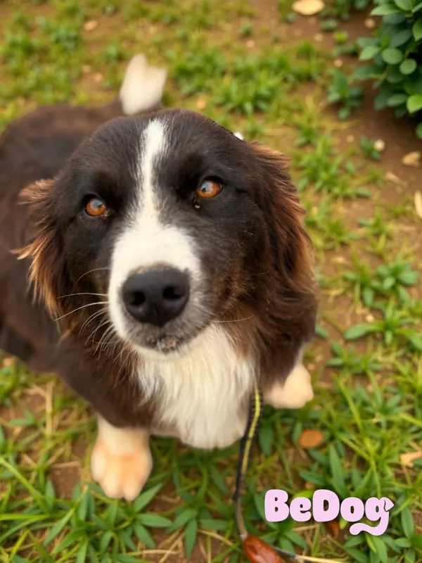 Cão cliente da BeDog