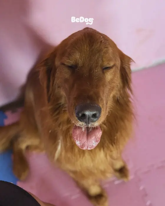 Cheiroso e feliz — BeDog