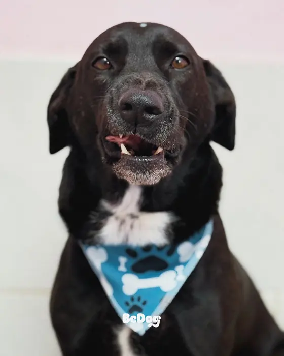Labrador preto sorrindo após o banho