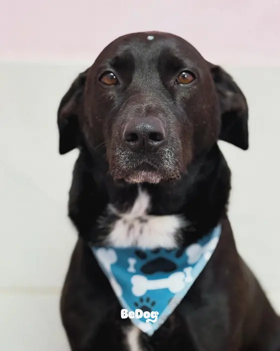 Banho tomado, bandana no pescoço — BeDog