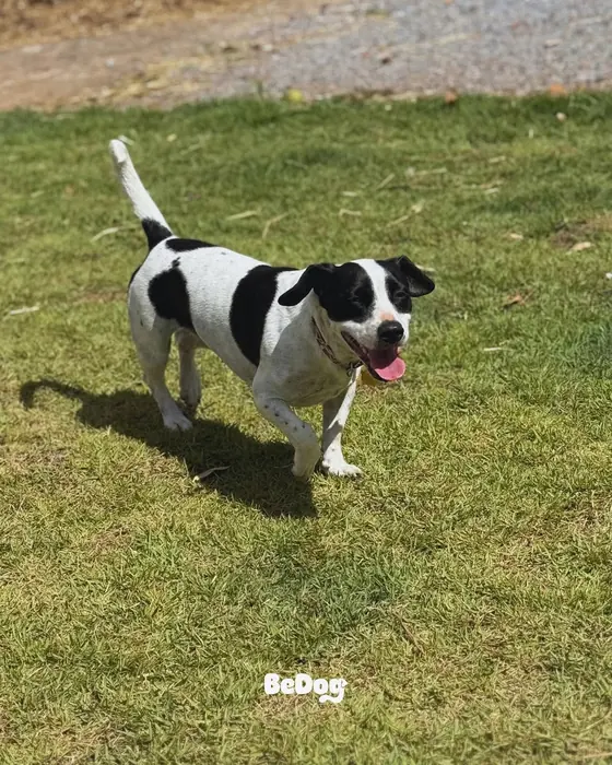 Cão correndo no gramado da creche BeDog