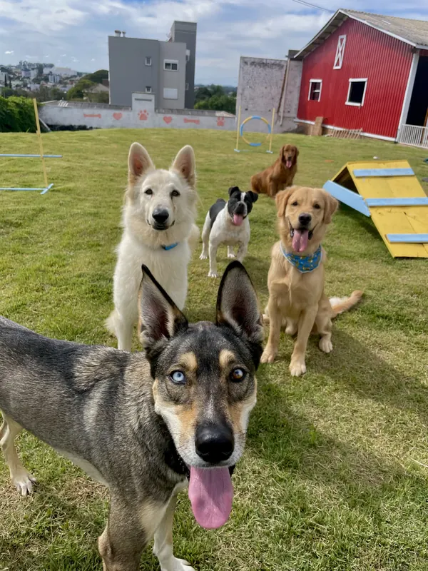 Cinco cães da creche posando juntos no gramado da BeDog, com o celeiro vermelho e os obstáculos de agility ao fundo